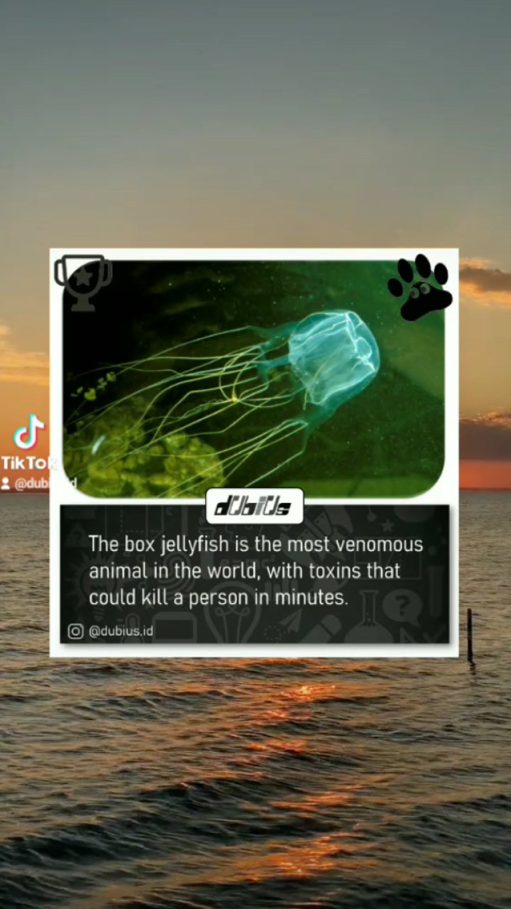 box-jellyfish